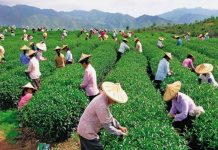 Высококачественное развитие сельского хозяйства увеличивает доходы китайских фермеров