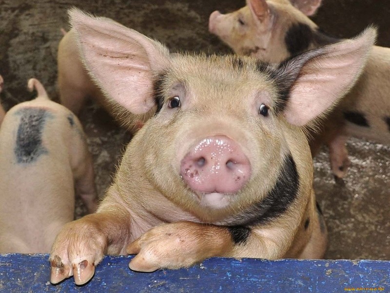 Крупнейшему производителю свинины в Нижегородской области предлагают компенсировать потери охотхозяйствам