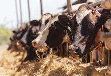Рекомендации по кормлению и содержанию коров в жаркую погоду
