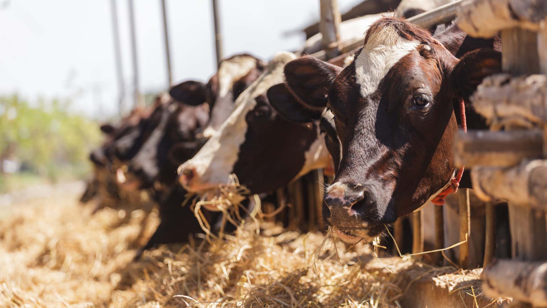 Рекомендации по кормлению и содержанию коров в жаркую погоду