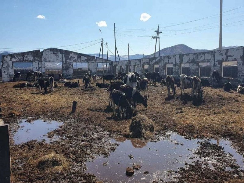 Бурятскую молочную ферму выкупили с огромными долгами