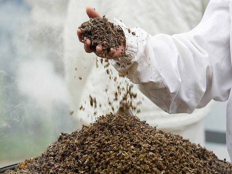 Ставропольские пчелы погибли от пестицидов