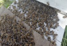 В Орловской области пчелы массово отравились ядохимикатами