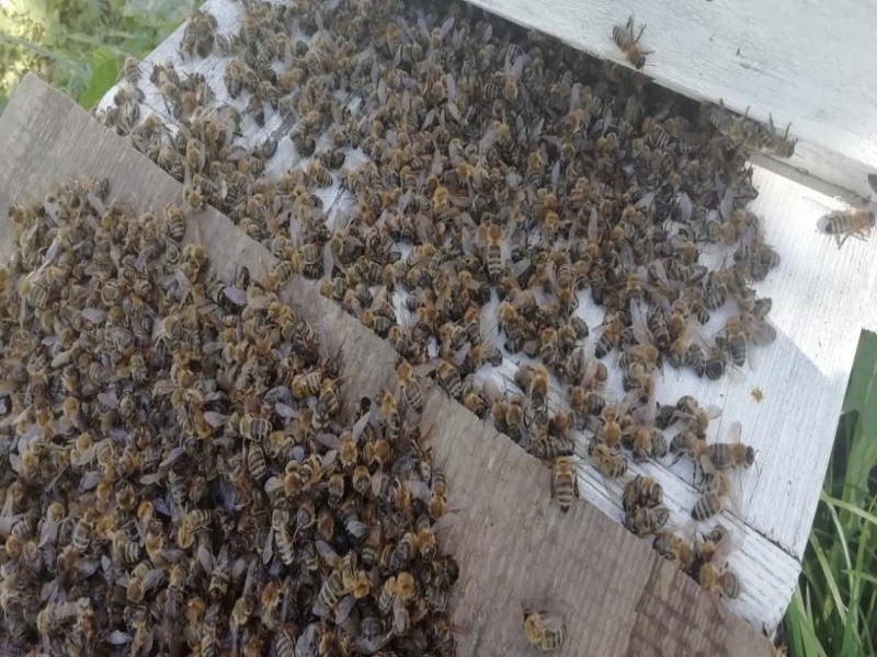 В Орловской области пчелы массово отравились ядохимикатами