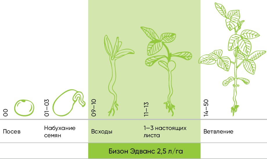 Бизон Эдванс — новый гербицид для защиты сои