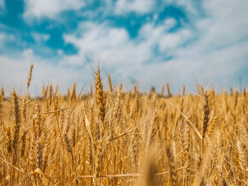 В России сократятся посевы пшеницы