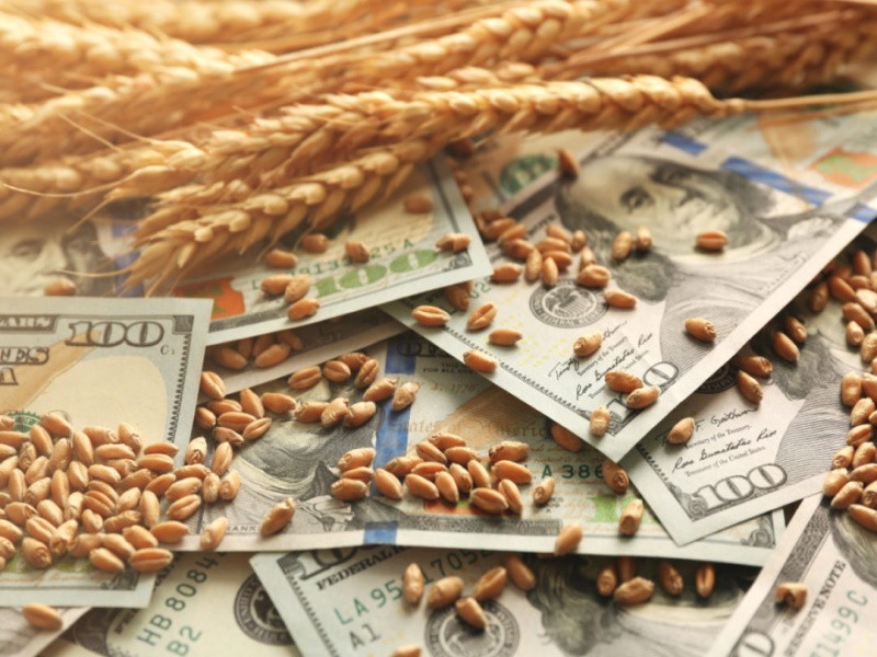 Закупочные цены на российскую пшеницу начинают расти