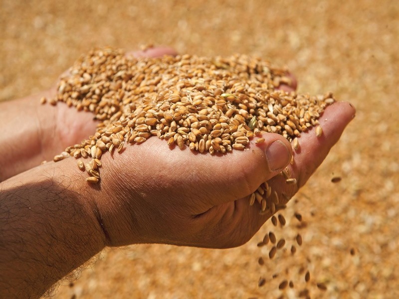 Запасы зерна в России предлагают увеличить до 3 млн тонн