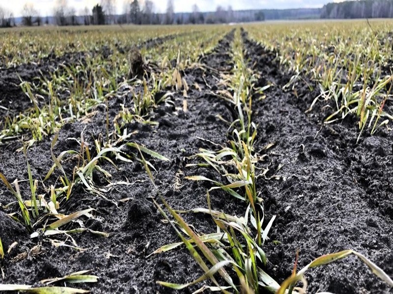 Ульяновские аграрии теряют озимые из-за отсутствия осадков и высоких температур