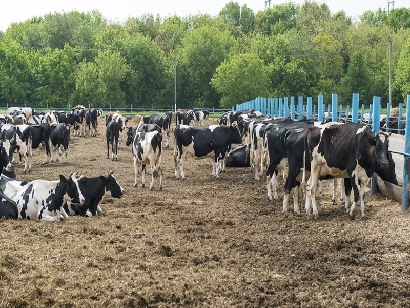 В Свердловской области сократилось количество фермерских хозяйств