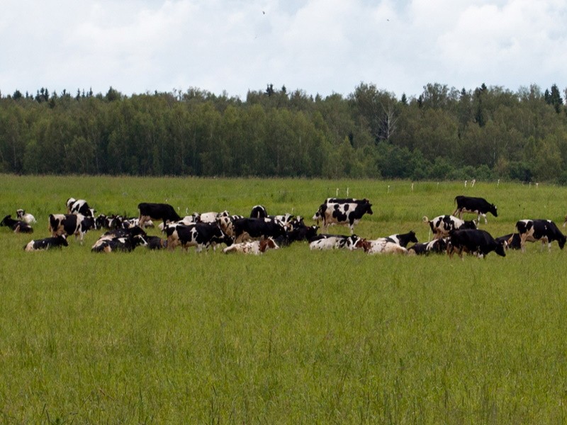 Молочная ферма под Севастополем под угрозой закрытия
