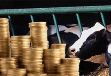 Евросоюз: благополучие животных или успешность сельского хозяйства?
