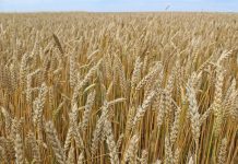 Казахстанские ученые вывели новый сорт пшеницы