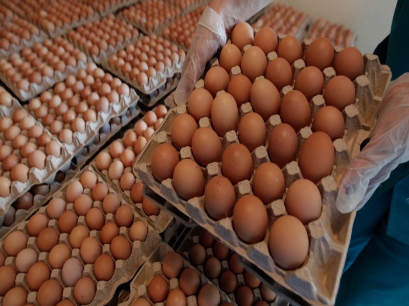 Дефицита куриных яиц не будет — Минсельхоз