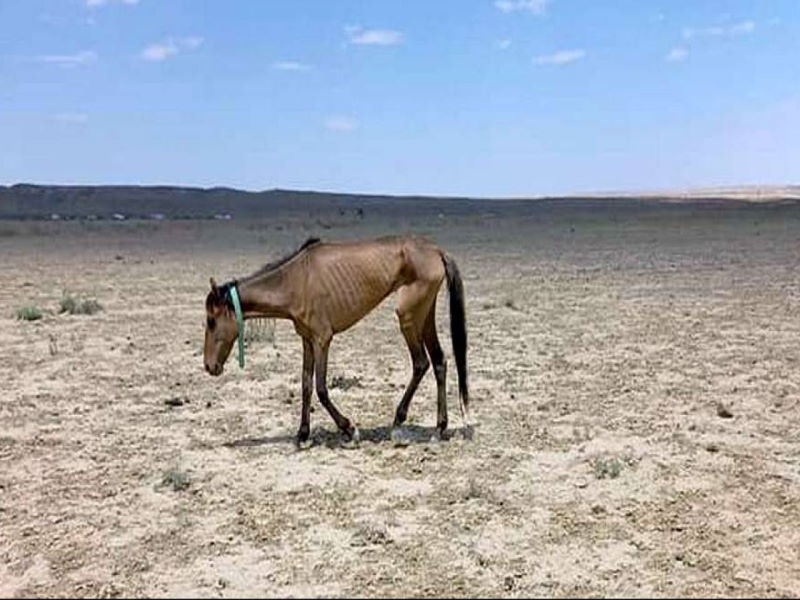 В Казахстане засуха привела к массовой гибели лошадей