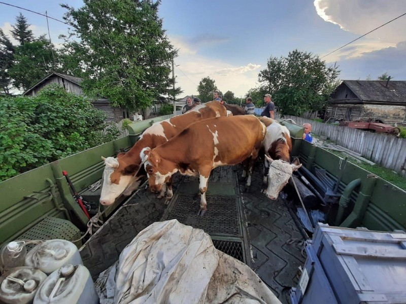 Региональный минсельхоз и МЧС спасли коров от наводнения