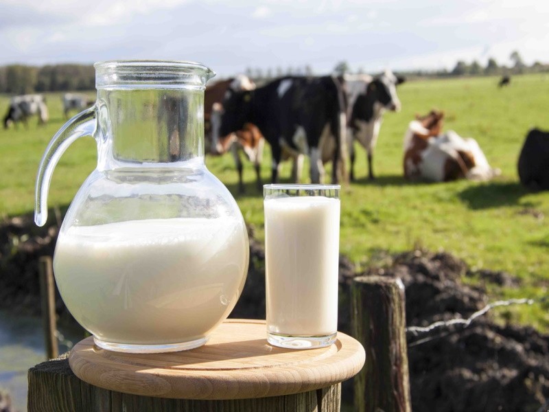 Жители сел Алтайского края возмущены низкими закупочными ценами на молоко