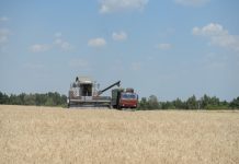 Скромный урожай в Воронежской области существенно повлияет на цены