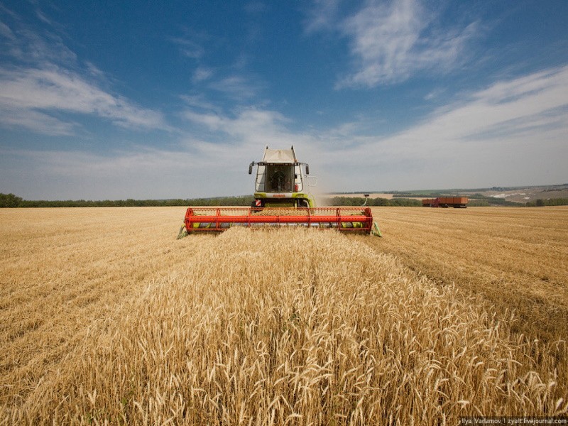 Прогноз Гидрометцентра по урожаю зерновых является информационным вбросом — Минсельхоз