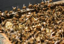 Названа причина массовой гибели пчел в Башкирии