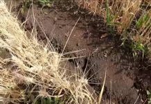 В Башкирии из-за засухи погибло около 200 тысяч гектаров посевов зерновых