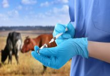 Президент подписал закон о механизме ввода в оборот ветеринарных препаратов