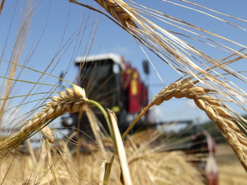Глава алтайского минсельхоза призывает аграриев к сокращению посевов зерновых