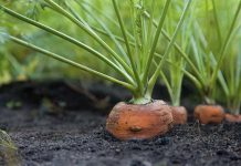 Морковь основные особенности овощных культур