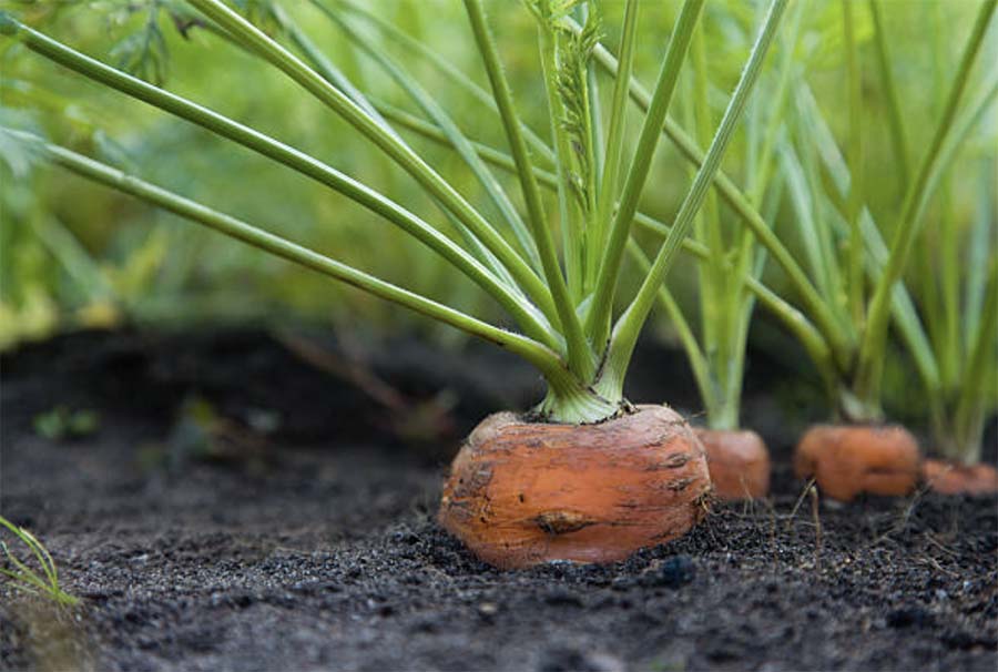 Морковь основные особенности овощных культур