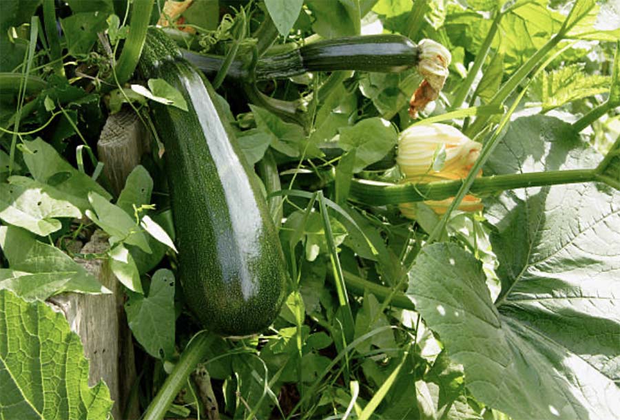 Основные особенности овощных культур - Кабачки