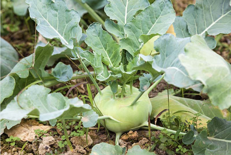 Основные особенности овощных культур – Капуста кольраби
