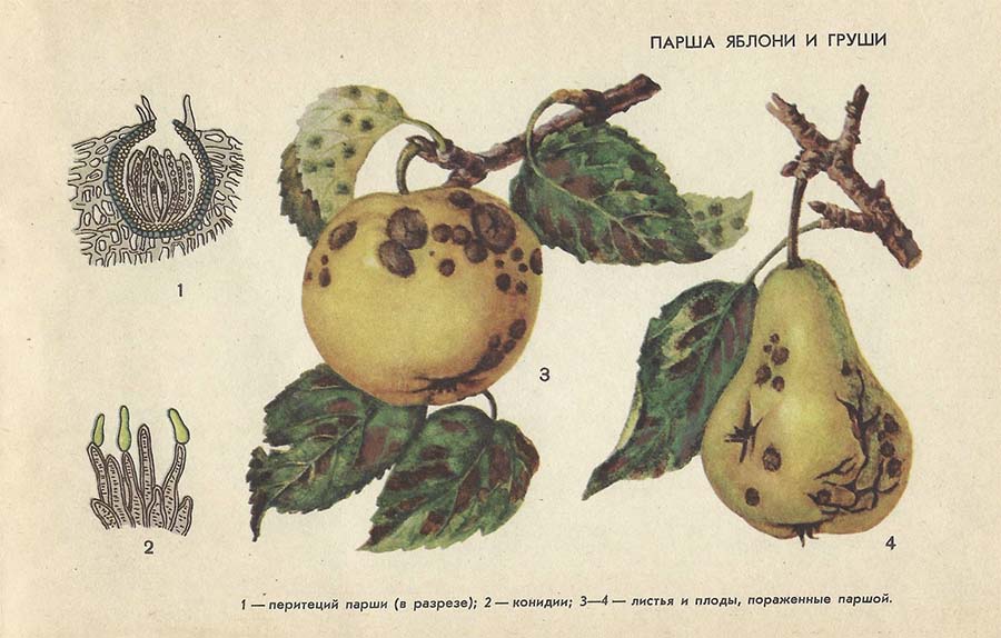 Парша яблони - Болезни плодовых культур