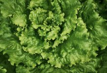 Салат основные особенности овощных культур