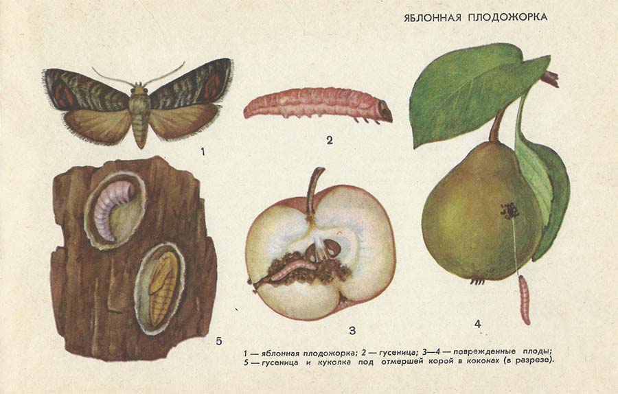 Яблонная плодожорка - Вредители плодовых культур