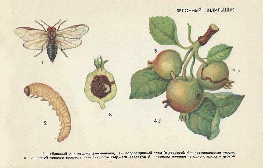 Яблонный пилильщик - Вредители плодовых культур