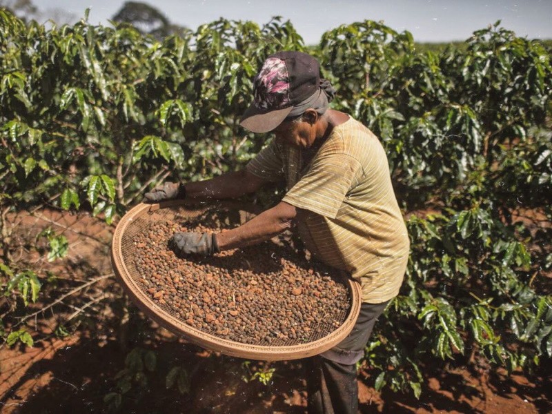 В Бразилии из-за аномальной погоды фермеры потеряли урожай кофе