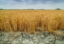 Калькулятор потерь: аграрии считают убытки от засухи