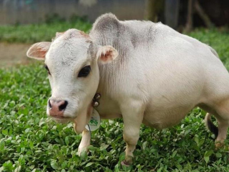 В Бангладеш живет самая маленькая в мире корова