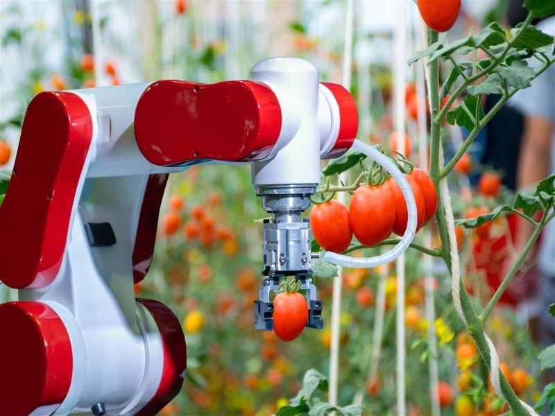 Ярославские ученые помогли роботам эффективнее собирать урожай