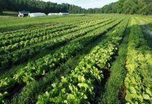 Органическое сельское хозяйство вредит окружающей среде — эксперт