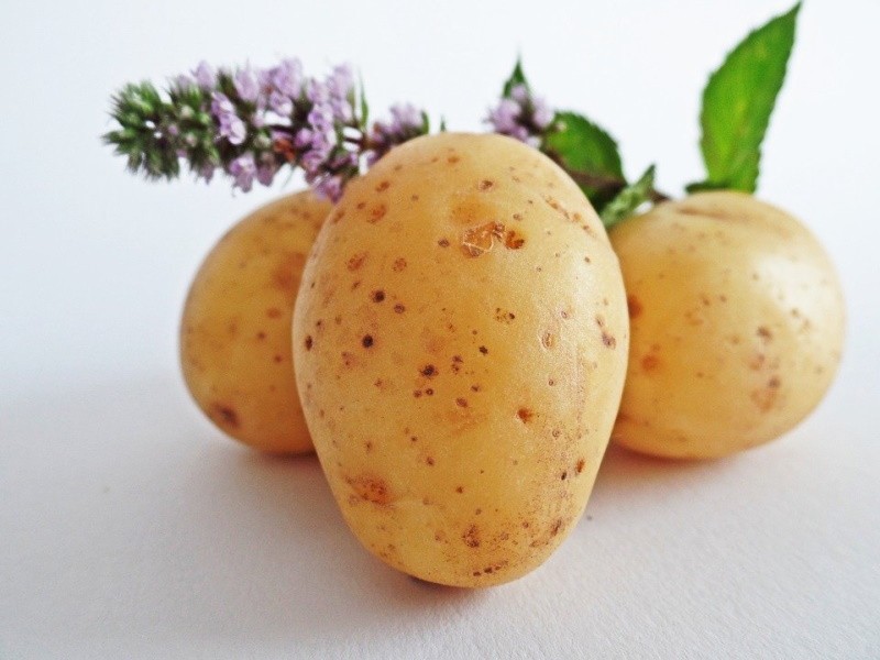 Голландские ученые нашли способ улучшения селекции картофеля
