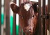 Первый в России клонированный теленок открыл дорогу к ГМО-инженерии