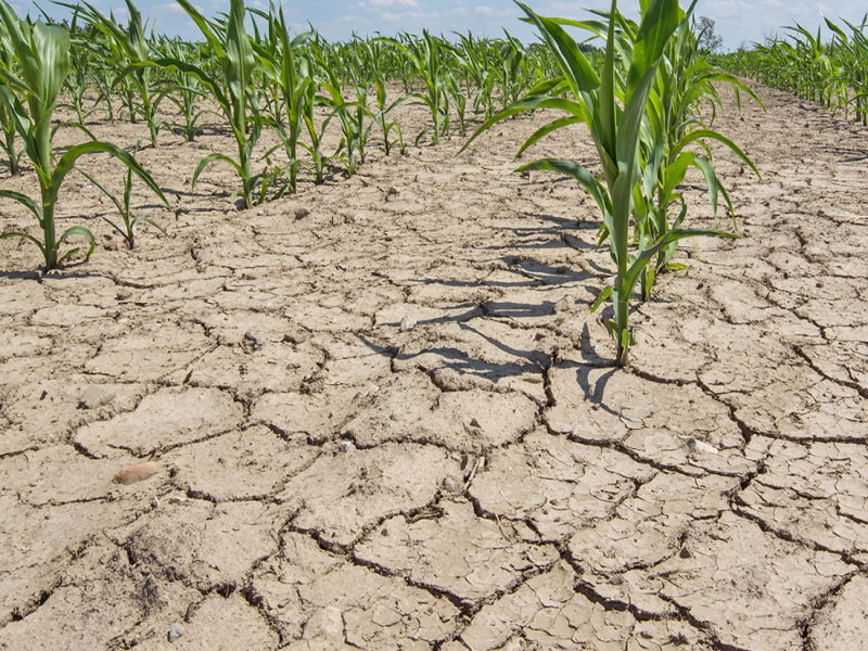 Жара и засуха в Приморском привели к потере урожая овощей