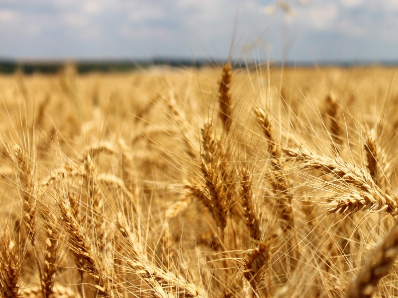 Данные Минсельхоза и Росстата по посевам пшеницы расходятся в один млн га