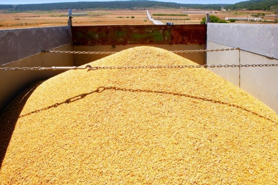 Казахстан зафиксировал рост серого импорта пшеницы из России