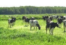 В Челябинской области выросли цены производителей сельхозпродукции