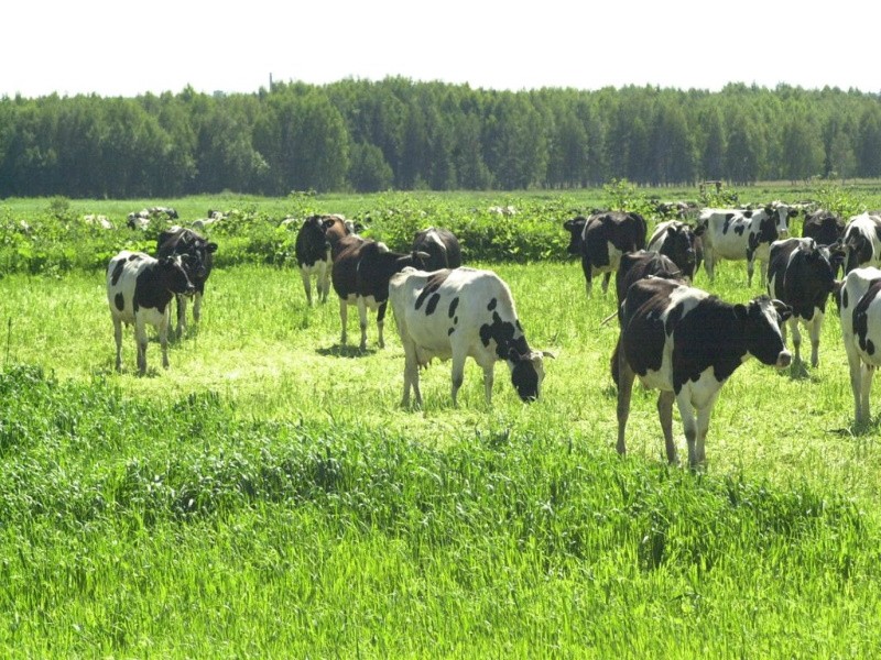 В Челябинской области выросли цены производителей сельхозпродукции