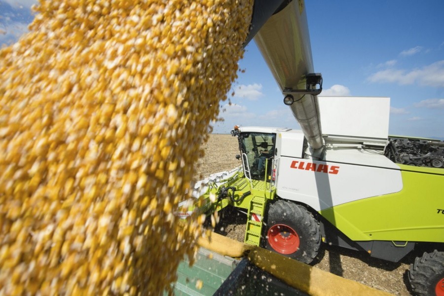 Российские аграрии приступили к уборке кукурузы и подсолнечника