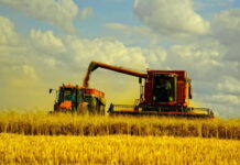 Недополученная выручка российских аграриев из-за пошлин на экспорт зерна составит миллиарды долларов