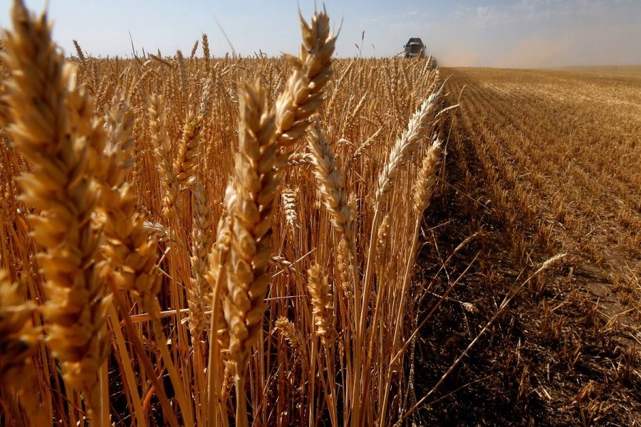Погодные катаклизмы нанесли аграриям ущерб в десятки миллиардов рублей